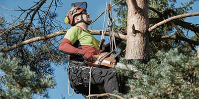 Grounds-Maintenance-Tree-Surgery